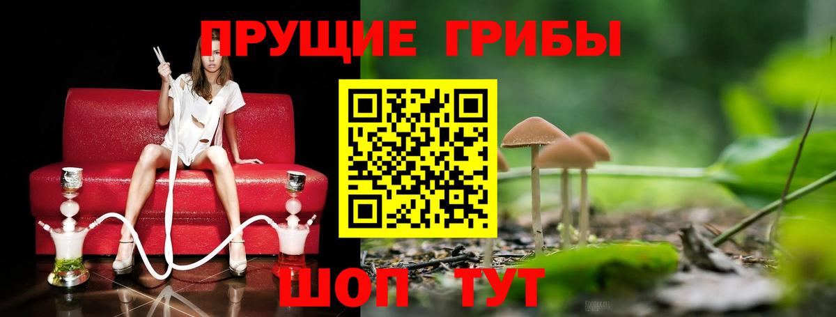 Псилоцибиновые грибы Psilocybe Дивногорск